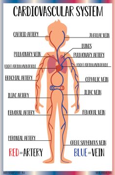 the cardiovascular system labeled in red and blue, with labels on each side