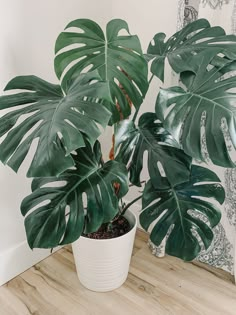 a large green plant sitting on top of a wooden floor next to a white potted plant