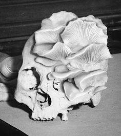 a black and white photo of a human skull with mushrooms on it's head