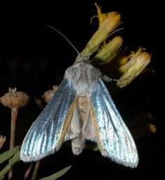 a blue and white moth sitting on top of a flower