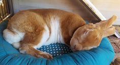 a brown and white dog laying on top of a blue bed in front of a door