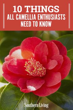 a red flower with the words 10 things all camelella enthusiasts need to know