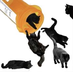 several black cats playing with an orange plastic bottle that is filled with catnip