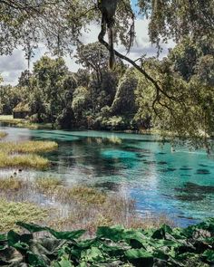 the blue water is surrounded by trees and grass