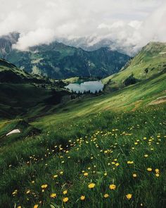 a grassy field with yellow flowers in the foreground and green mountains in the background