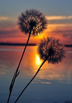 two dandelions with the word words written on them in front of a sunset