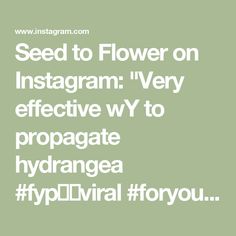 the words seed to flower on instagram very effective wy to propagate hydra hydra