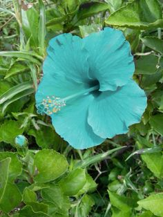 a blue flower with green leaves around it