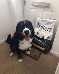 a dog sitting on the floor next to a bag of salter's