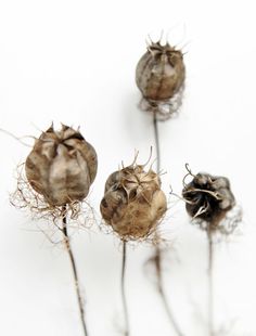 three dead flowers are shown against a white background