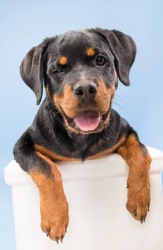 a black and brown dog sitting on top of a white toilet bowl with its paws hanging out