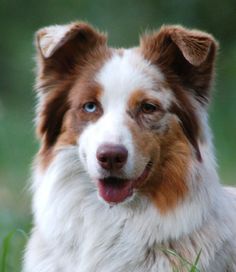 a brown and white dog laying in the grass