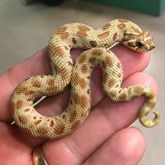 a small brown and white snake in someone's hand