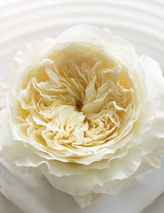 a large white flower sitting on top of a table