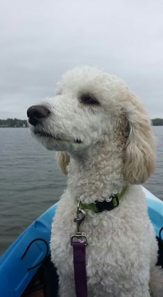 a white dog sitting in the back of a boat on top of a body of water