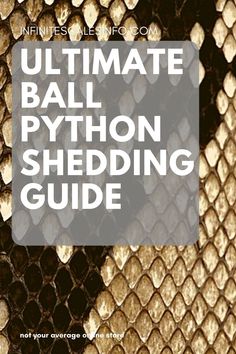 the ultimate ball python shedding guide