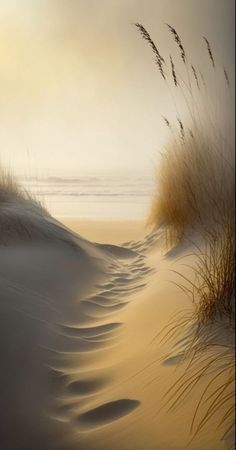 sand dunes with grass blowing in the wind