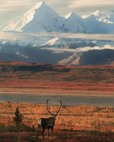 a deer is standing in the grass with mountains in the background