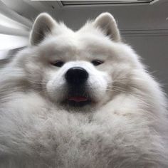 a fluffy white dog sitting in front of a window