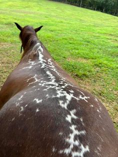 the back end of a brown and white spotted horse