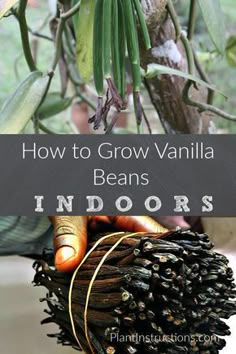 an image of how to grow vanilla beans indoors and in the garden with text overlay that reads, how to grow vanilla beans indoors