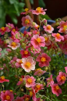 many pink and yellow flowers in a pot