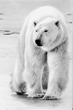 a polar bear is walking on the ice