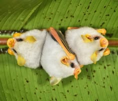 two small bats hanging upside down on a green leaf