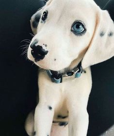 a white puppy with blue eyes sitting in a black chair and looking at the camera