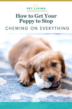 a puppy chewing on a toy with the title pet living how to get your puppy to stop chewing on everything