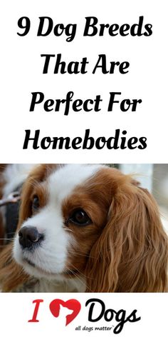 a brown and white dog with the words 9 dog breeds that are perfect for homebodies