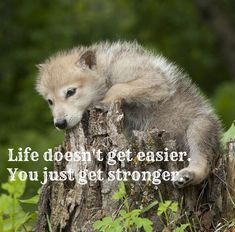 a baby wolf sitting on top of a tree stump with the caption life doesn't get easier you just get stronger