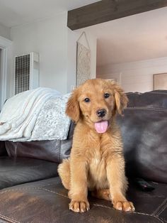 a puppy sitting on top of a couch with its tongue hanging out