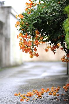 orange flowers on the ground in front of a building