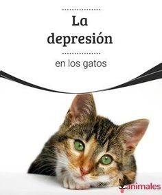 La depresión en los gatos  La depresión en los gatos es algo muy común. Lee este artículo y encuentra algunas ideas para identificar la depresión felina y prevenirla. Why Do Cats Purr, Cat Purr, Magic Cat, Cat Info, What Cat, Cat Person, Cute Cats And Dogs, Cat Care, Happy Cat