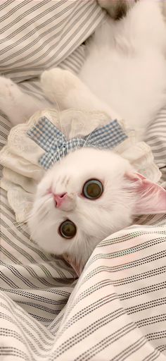 a white cat laying on top of a bed covered in sheets and pillows with a bow around it's head