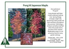 an advertisement for the japanese maple tree