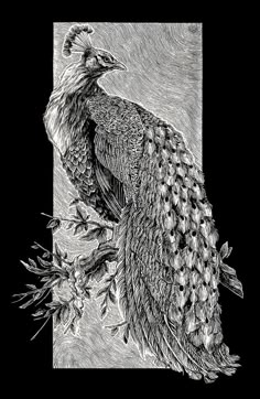 a black and white drawing of a peacock