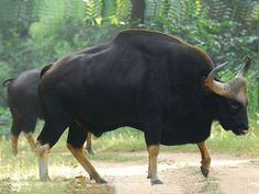 two bulls walking down a dirt road in the woods