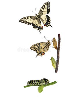 butterflies and caterpillars are on the same branch, one is white with black spots