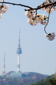 cherry blossoms are blooming in the foreground and a television tower in the background