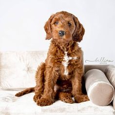 a brown dog sitting on top of a white couch