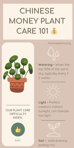 an info sheet describing the benefits of money plants