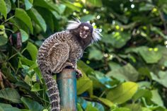 a small animal sitting on top of a wooden pole in the middle of some trees