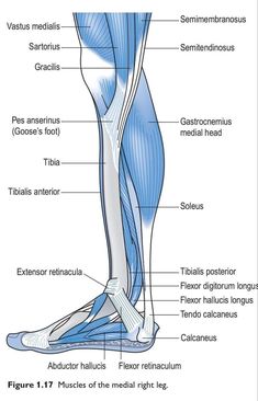 the lower leg muscles and their major skeletal systems are labeled in this diagram, as well as