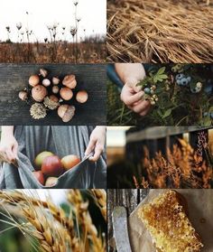 a collage of different pictures with food and plants in the foreground, including wheat