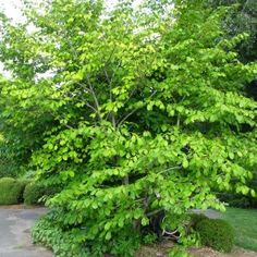 a small green tree sitting in the middle of a park