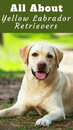 a yellow labrador retriever laying in the grass