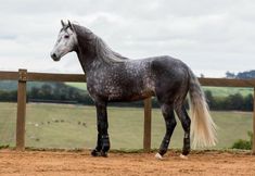 a black and white horse standing next to a wooden fence in front of a field