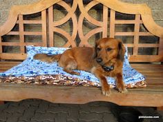 a brown dog laying on top of a wooden bench next to a blue and white blanket